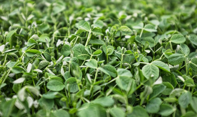 farmland greens (Large)