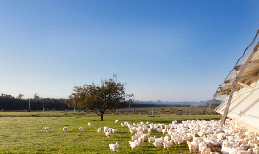 mt barker chicken 3