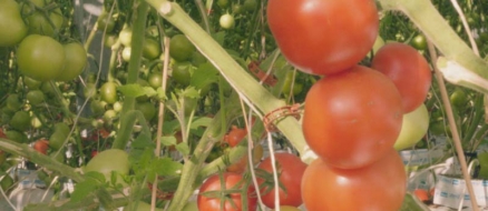 Carabooda Hydroponic Farm6.24
