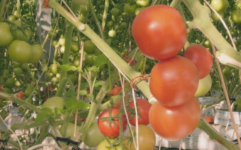 Carabooda Hydroponic Farm6.24