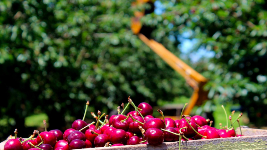 Newton Orchards