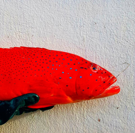 Red fish caught by Abacus Fisheries