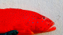Red fish caught by Abacus Fisheries