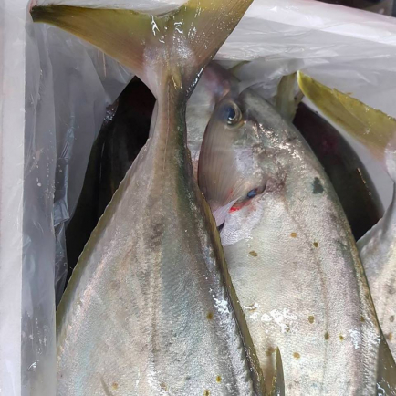 Fish from Abacus Fisheries