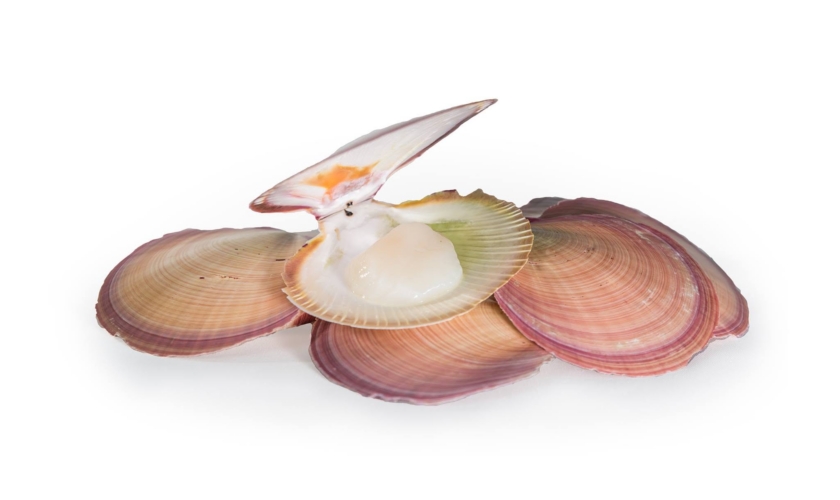 FAR WEST SCALLOPS