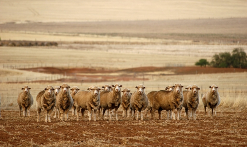 wa farmers