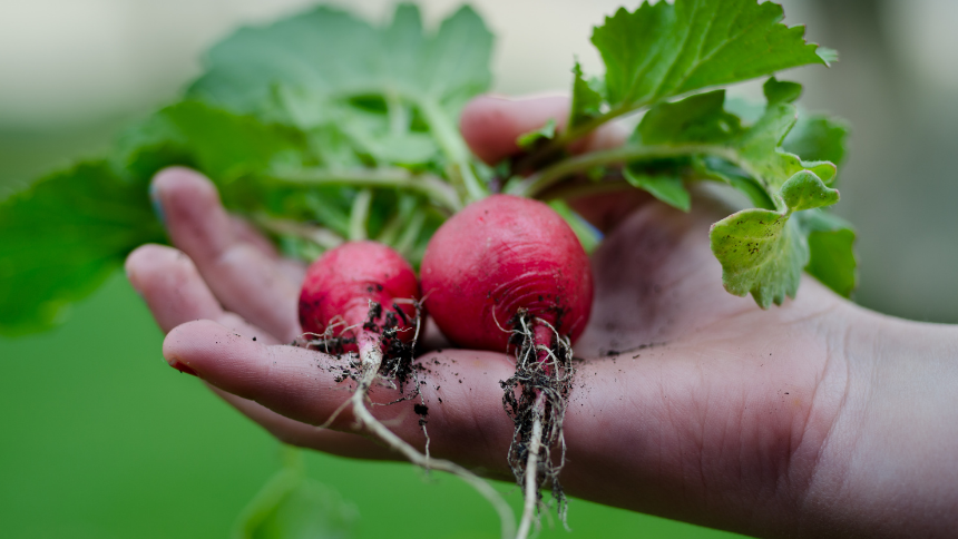 a photo of beetroot from root to leaf