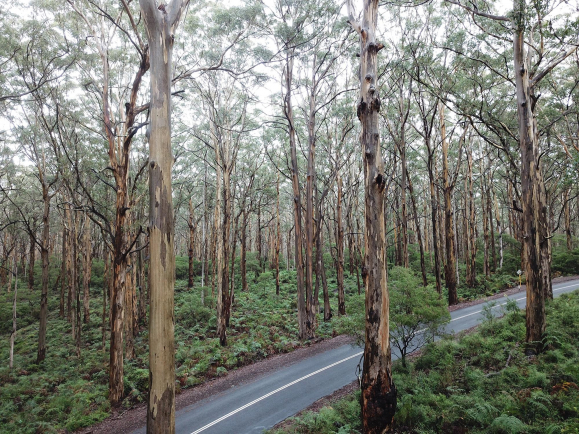 jake allison western australia
