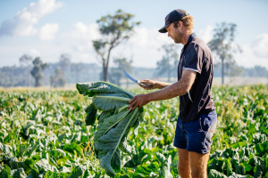 A man wearing a cap stands in a field of crops, holding a huge caulilflower on Three Ryans Farm