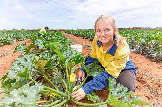 Gascoyne Food