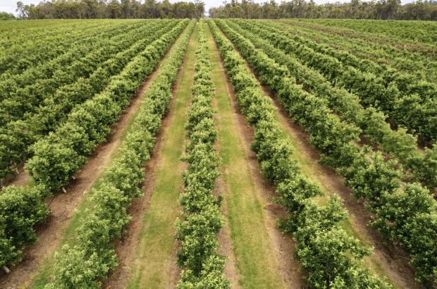 Manjimup (Large)