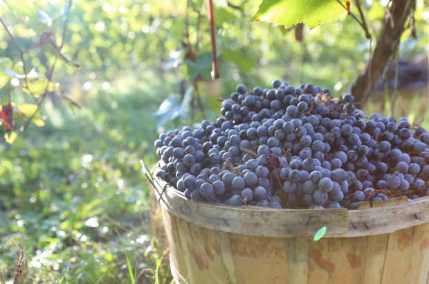 Swan Valley Grapes (Large)