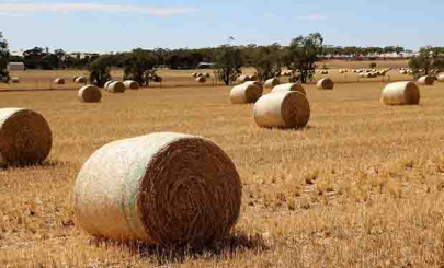 Wheatbelt