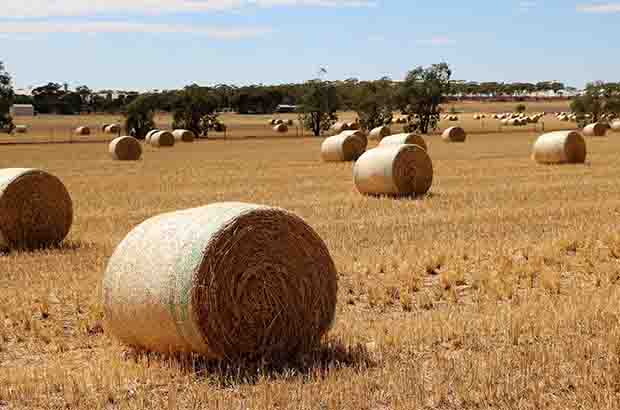 Wheatbelt