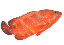 CORAL TROUT