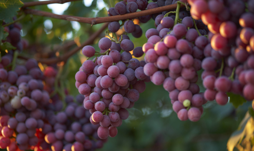 Fruitico Sweet Celebration on vines