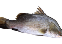 barramundi