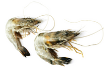 prawns