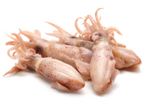 squid