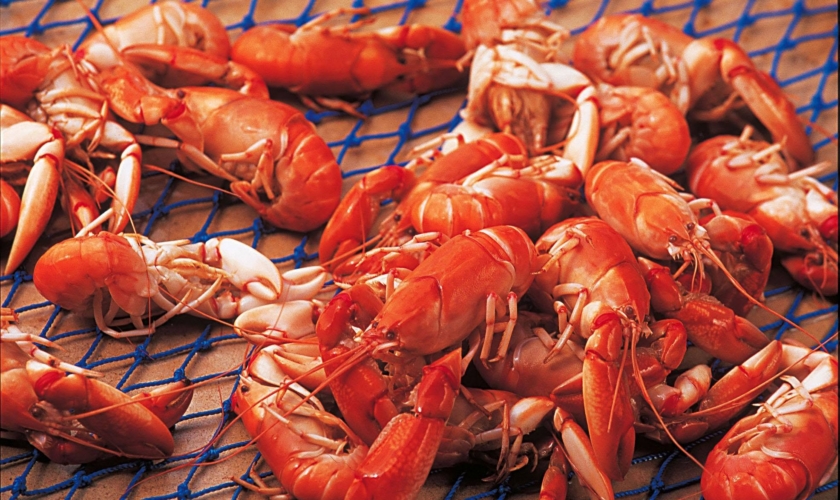 Cambinata Yabbies
