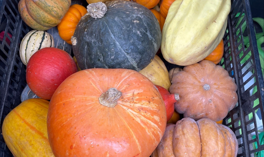 WGH Photo #6 Whole Mixed Sized Pumpkins