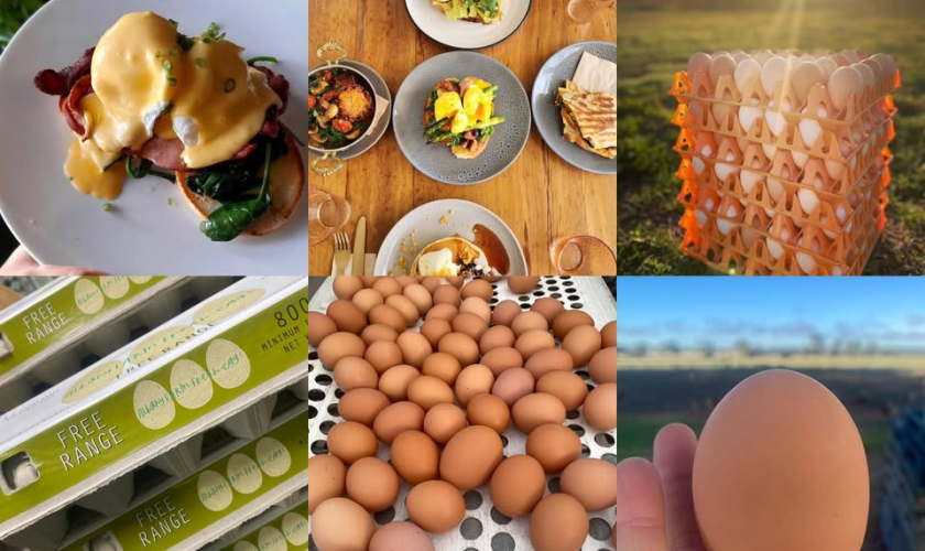 albany farm fresh eggs