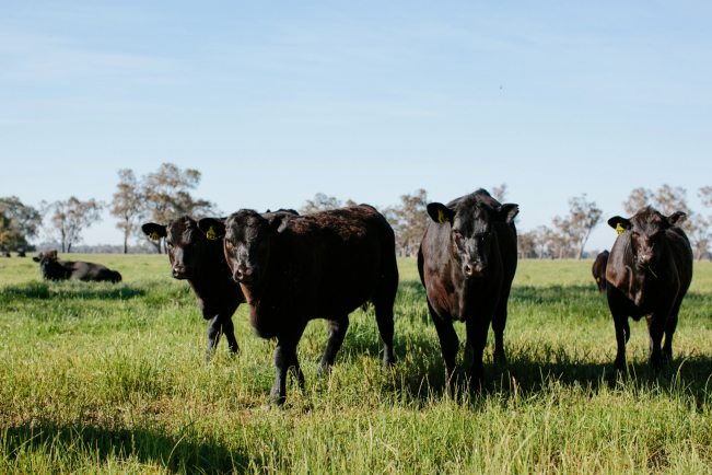 Amelia Park Cows - Craig Mostyn Group