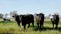Amelia Park Cows - Craig Mostyn Group
