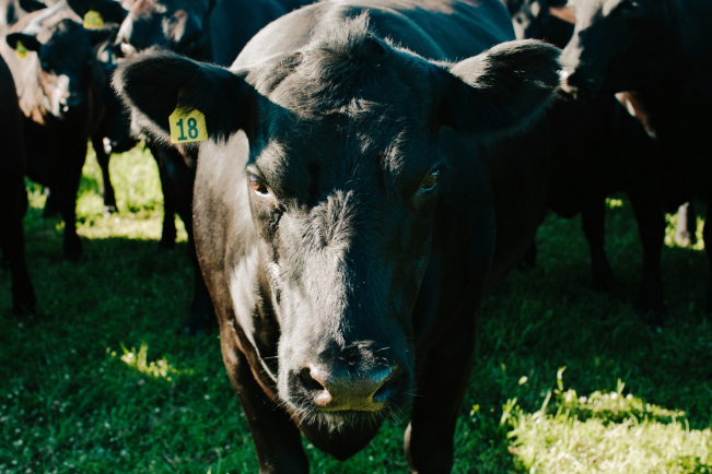 Amelia Park Cow Face - Craig Mostyn Group