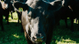 Amelia Park Cow Face - Craig Mostyn Group