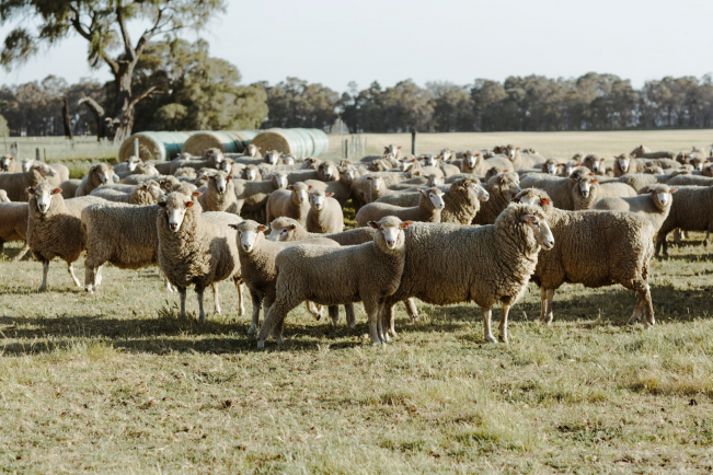 Amelia Park Sheep - Craig Mostyn Group