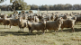 Amelia Park Sheep - Craig Mostyn Group