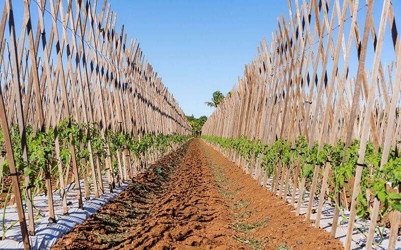 Carnarvon Growers Association