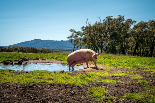 Linley Valley Pork - Pig at Farm