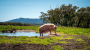 Linley Valley Pork - Pig at Farm