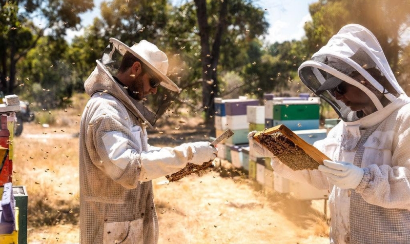 Piesseful Bees