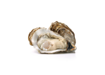 OYSTER SINGLE