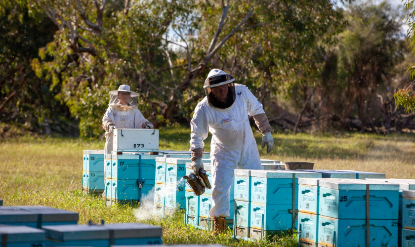 HIG Apiary Photos 110922_No (71 of 155) (1) (Large)