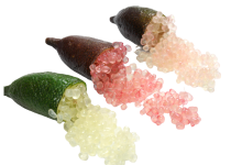 native finger lime