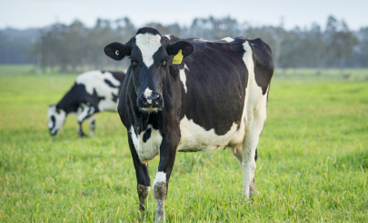 Bannister Downs Dairy Cows (Large)