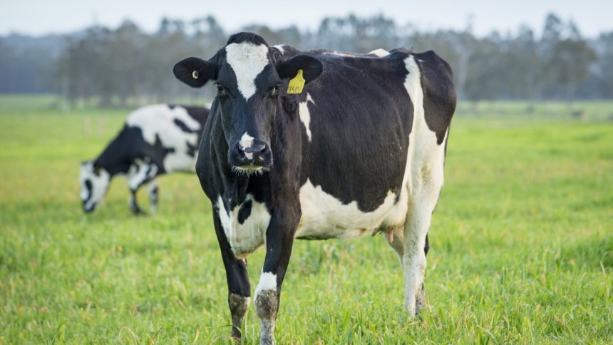 Bannister Downs Dairy Cows (Large)