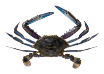 blue crab