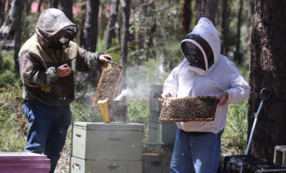 Karibee Honey