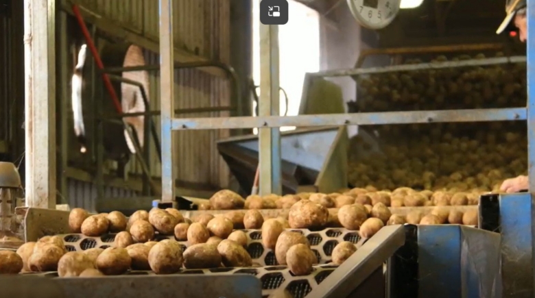 Potatoes on conveyor